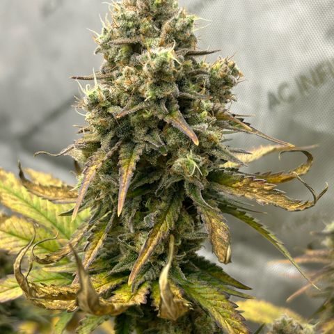 Amsterdam Amnesia # 6  growlog timeline photo