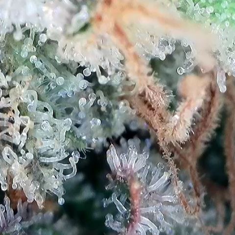 Amsterdam Amnesia # 6  growlog timeline photo