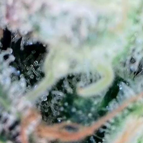 Amsterdam Amnesia # 6  growlog timeline photo