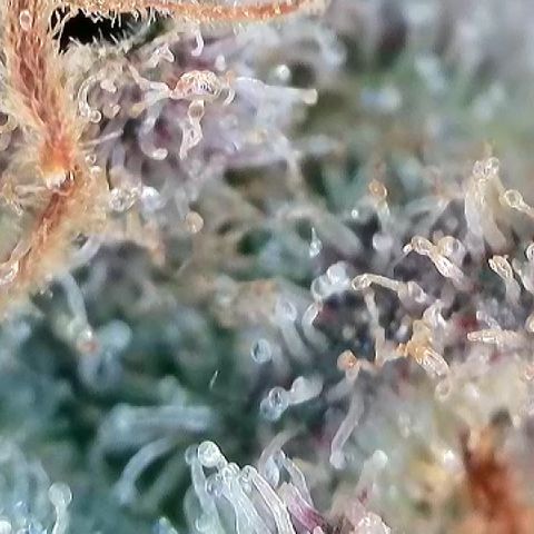 Amsterdam Amnesia # 6  growlog timeline photo