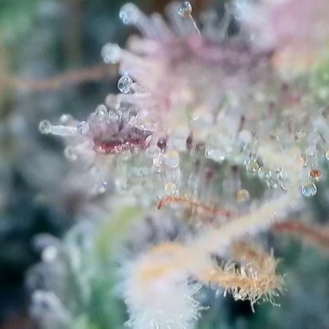 Amsterdam Amnesia # 6  growlog timeline photo