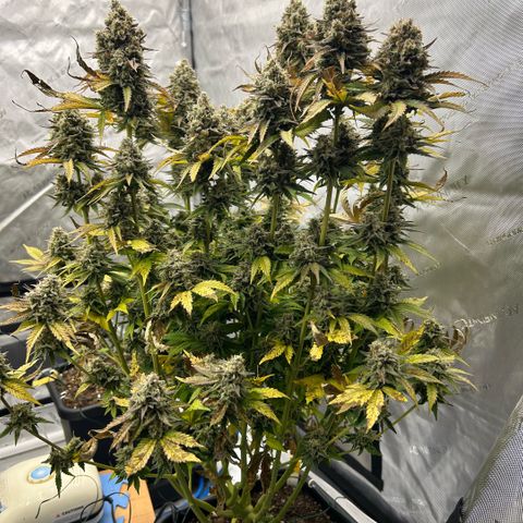 Amsterdam Amnesia # 6  growlog timeline photo