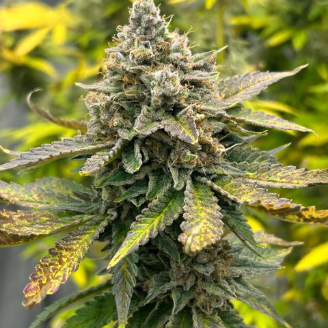 Amsterdam Amnesia # 5 growlog timeline photo