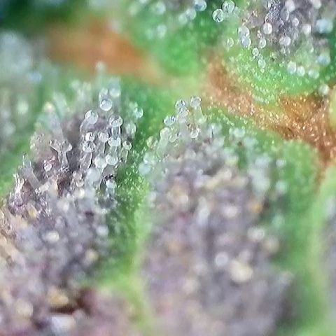 Amsterdam Amnesia # 5 growlog timeline photo