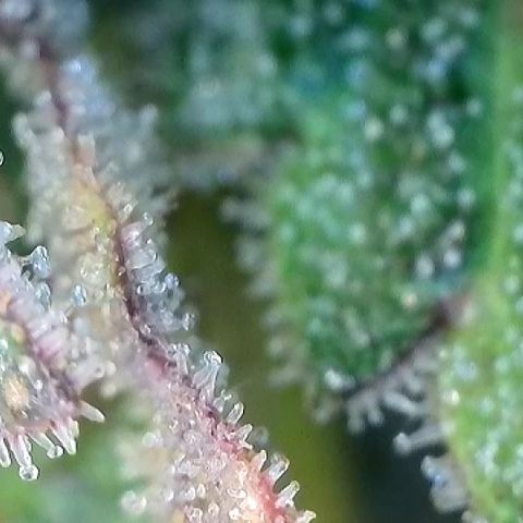 Amsterdam Amnesia # 5 growlog timeline photo