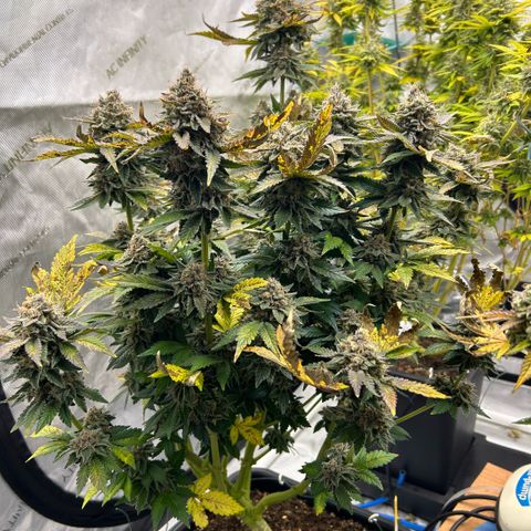 Amsterdam Amnesia # 5 growlog timeline photo