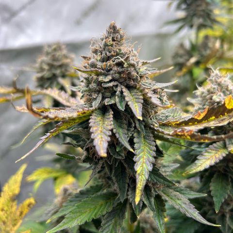 Amsterdam Amnesia # 5 growlog timeline photo