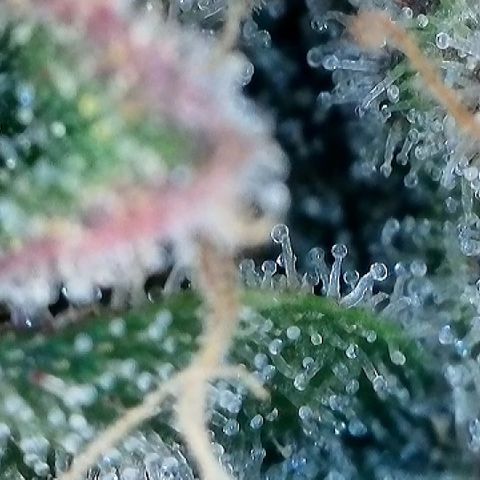 Amsterdam Amnesia # 5 growlog timeline photo