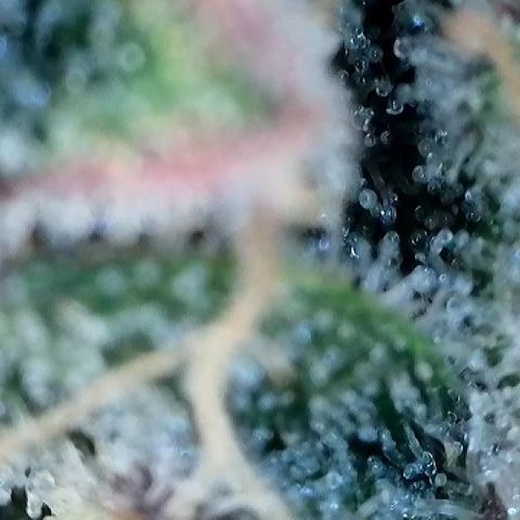 Amsterdam Amnesia # 5 growlog timeline photo