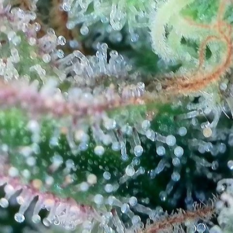 Amsterdam Amnesia # 6  growlog timeline photo