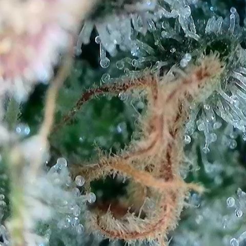 Amsterdam Amnesia # 5 growlog timeline photo