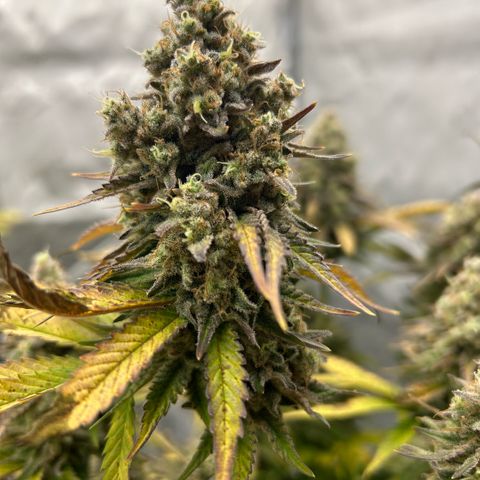 Amsterdam Amnesia # 6  growlog timeline photo