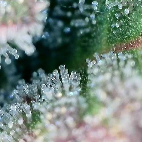 Amsterdam Amnesia # 5 growlog timeline photo