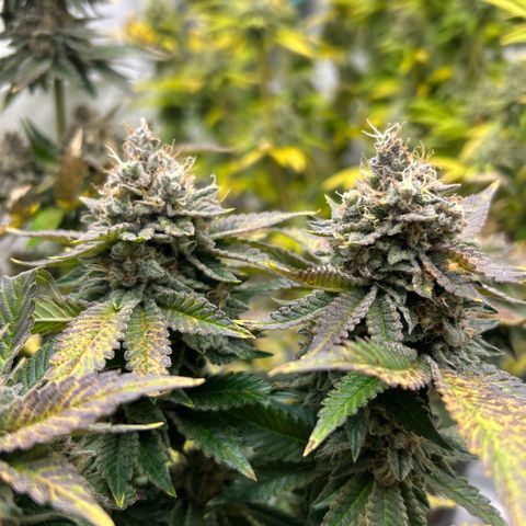 Amsterdam Amnesia # 5 growlog timeline photo