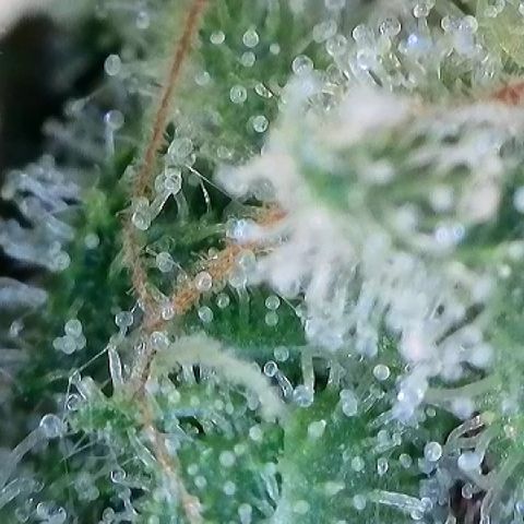 Haze Berry #1  growlog timeline photo