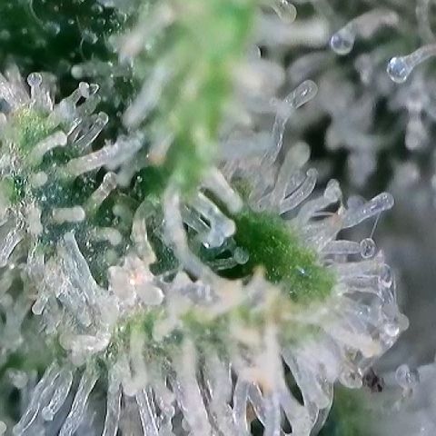 Haze Berry #1  growlog timeline photo