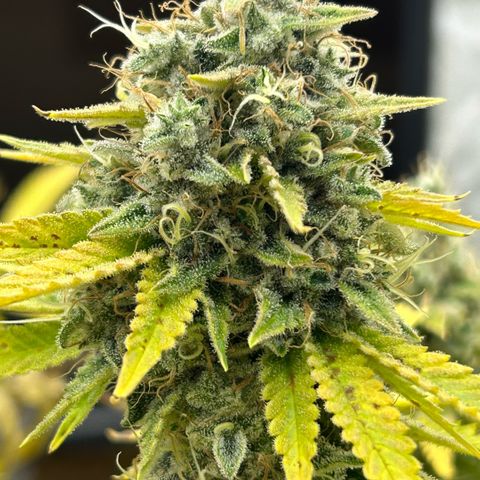 Haze Berry #1  growlog timeline photo