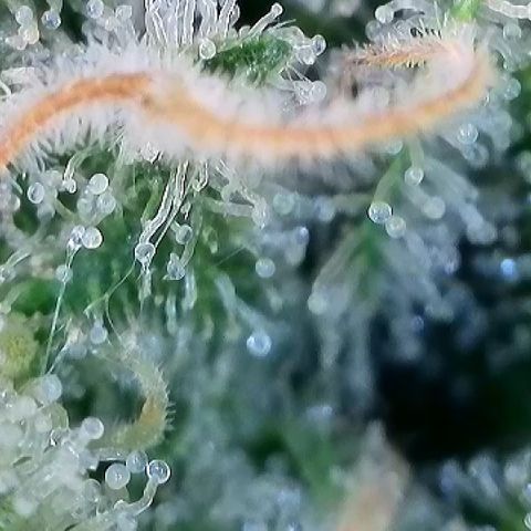 Haze Berry #1  growlog timeline photo