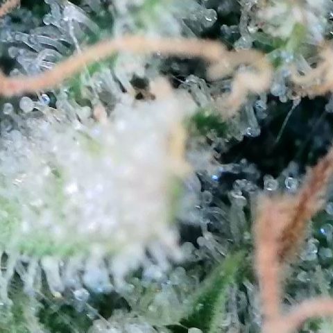 Haze Berry #1  growlog timeline photo