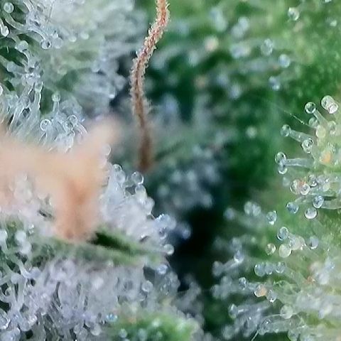 Haze Berry #1  growlog timeline photo