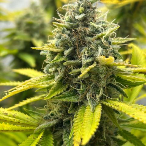 Haze Berry #1  growlog timeline photo