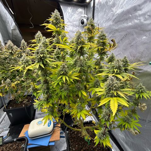 Haze Berry #1  growlog timeline photo