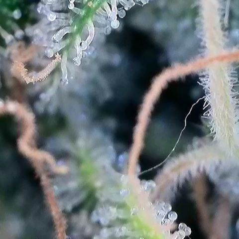 Haze Berry #1  growlog timeline photo