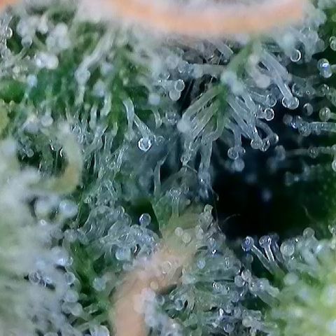 Haze Berry #1  growlog timeline photo