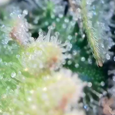 Haze Berry #1  growlog timeline photo