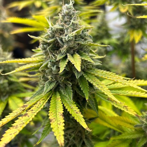 Haze Berry #1  growlog timeline photo