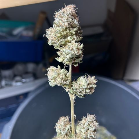 Amsterdam Amnesia # 5 growlog timeline photo