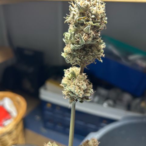 Amsterdam Amnesia # 5 growlog timeline photo