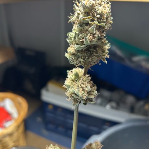 Amsterdam Amnesia # 5 growlog timeline photo