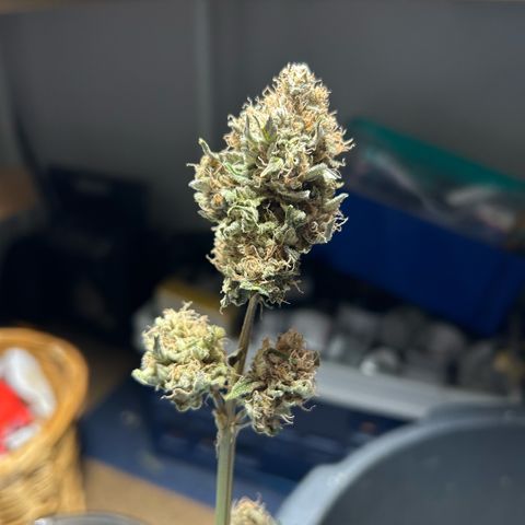 Amsterdam Amnesia # 5 growlog timeline photo