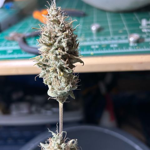 Haze Berry #1  growlog timeline photo