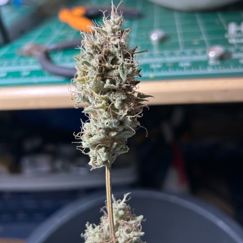 Haze Berry #1  growlog timeline photo