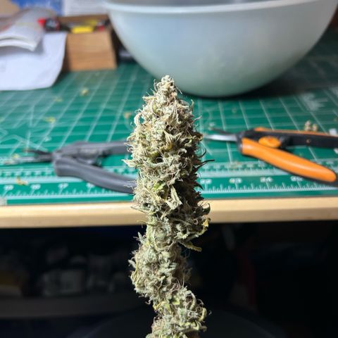 Haze Berry #1  growlog timeline photo