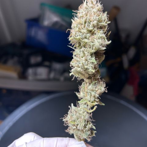 Haze Berry #1  growlog timeline photo