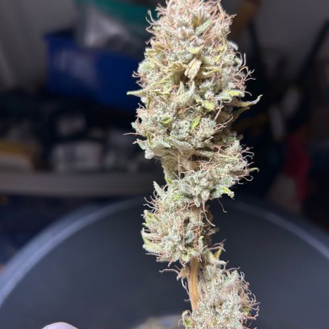 Haze Berry #1  growlog timeline photo