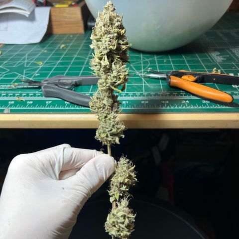 Haze Berry #1  growlog timeline photo