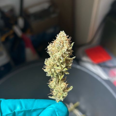 Amsterdam Amnesia # 6  growlog timeline photo