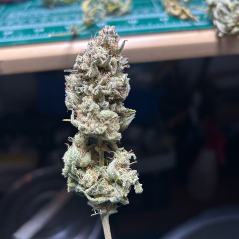 Amsterdam Amnesia # 6  growlog timeline photo