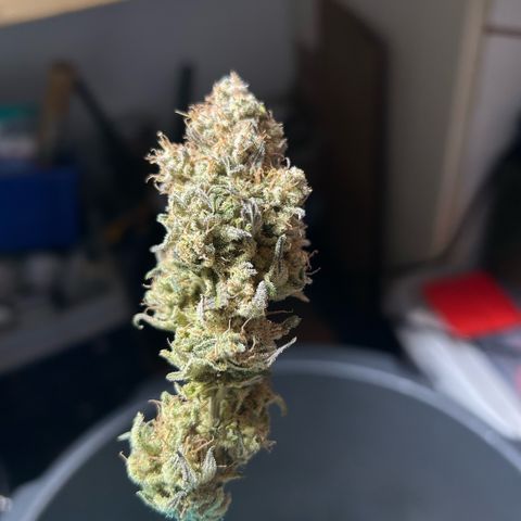 Amsterdam Amnesia # 6  growlog timeline photo