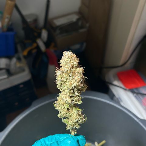 Amsterdam Amnesia # 6  growlog timeline photo