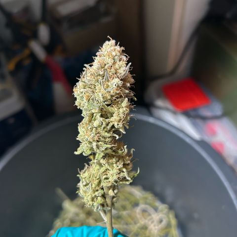 Amsterdam Amnesia # 6  growlog timeline photo
