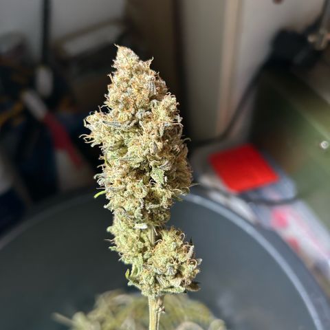 Amsterdam Amnesia # 6  growlog timeline photo