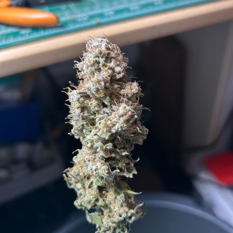 Amsterdam Amnesia # 6  growlog timeline photo
