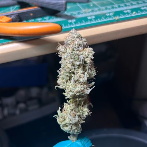 Amsterdam Amnesia # 6  growlog timeline photo