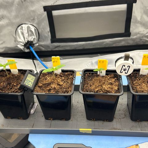 AMG #3 growlog timeline photo
