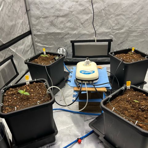 AMG #3 growlog photo: All 4 transplanted.